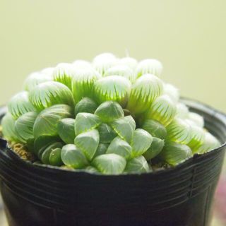 ☆ダルマＯＮオブツーサ ハオルチア☆ 抜き苗 多肉植物/サボテン(その他)