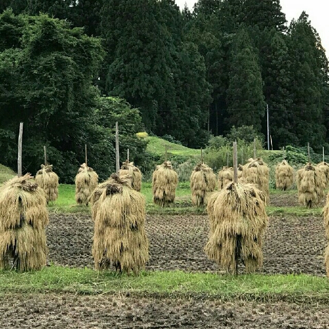 ラスト1☆　岩手県産　ひとめぼれ　20キロ(10キロ×2袋)　米　白米　昨年度産