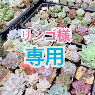 【リンゴ様 専用🍒】(その他)