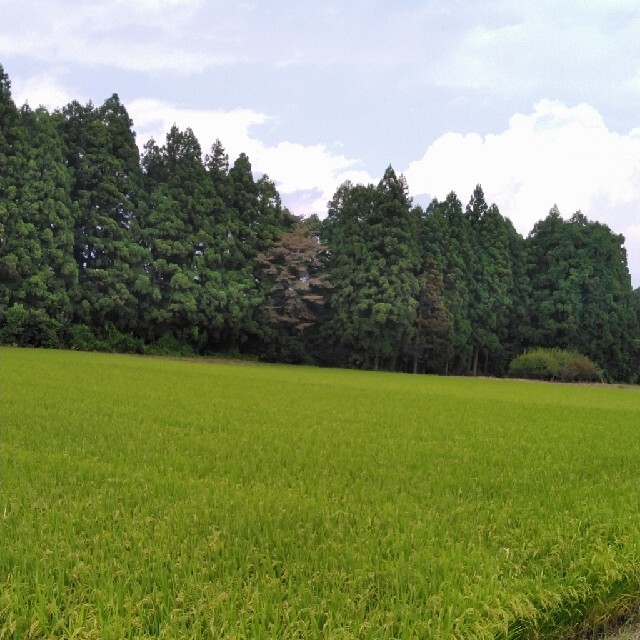 令和3年産栃木県特一等米コシヒカリ無農薬にて作り上げたお米です。