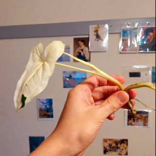 斑入りシンゴニウム　カット苗(その他)