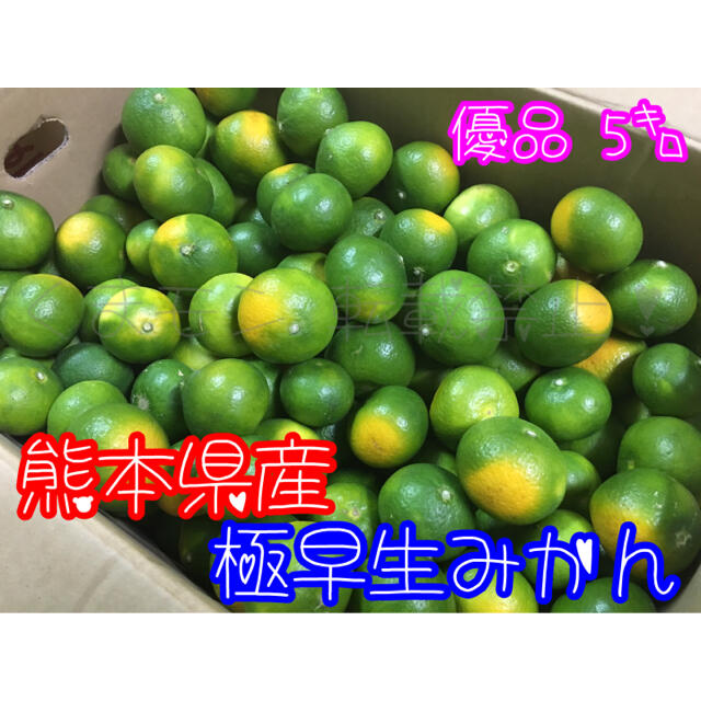 本日限定 みかん 5kg 送料無料 訳あり 箱込 内容量4kg 補償分500g 無選別 熊本みかん 極早生みかん 早生みかん 温州みかん蜜柑 ミカン 