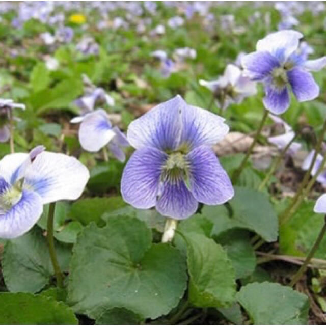 ☆こぼれ種で花咲くシリーズ！すみれ（水色系）の種‼️ ハンドメイドのフラワー/ガーデン(その他)の商品写真