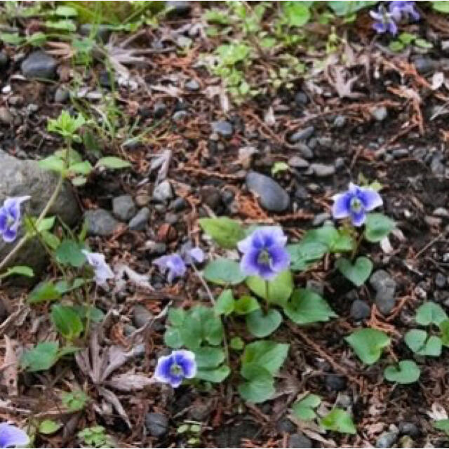 ☆こぼれ種で花咲くシリーズ！すみれ（水色系）の種‼️ ハンドメイドのフラワー/ガーデン(その他)の商品写真