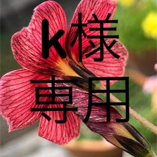 k 様 専用オキザリス 球根(その他)