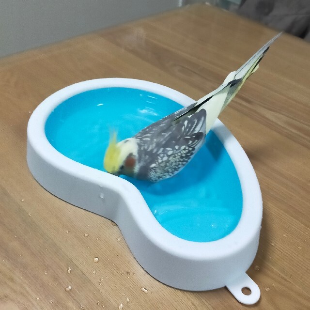 新色追加 インコ 鳥 グッズ バードバス barber44600.com 新色追加 インコ 鳥 グッズ バードバス barber44600.com