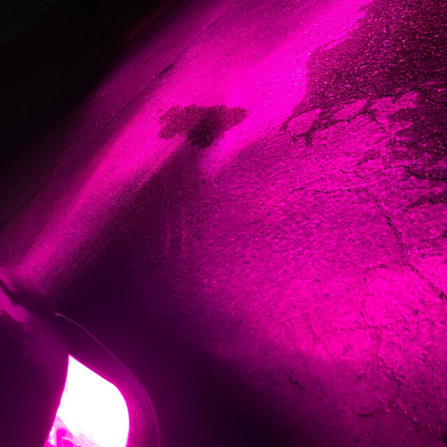通販でクリスマス LED フォグランプ 14000K ピンク パープル H8 H11 H16 紫