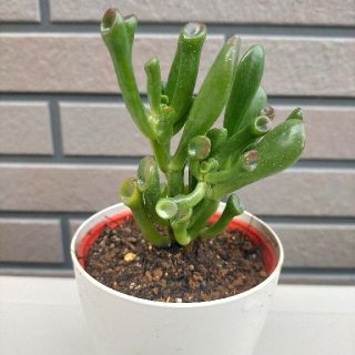 多肉植物　ゴーラム　　抜き苗　おまけあり(その他)