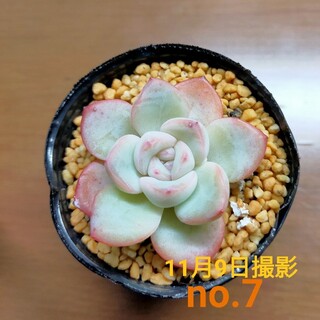 多肉植物　韓国苗　アマビレ　no.7(その他)