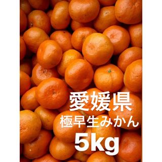 愛媛県産　極早生みかん　柑橘　5kg(フルーツ)
