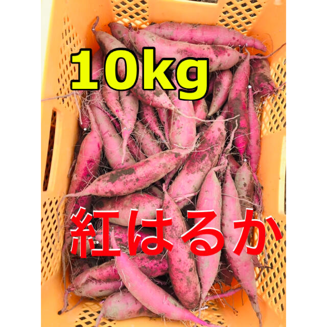 無農薬　さつまいも紅はるか　10kg　掘り立て　お得🌟 食品/飲料/酒の食品(野菜)の商品写真