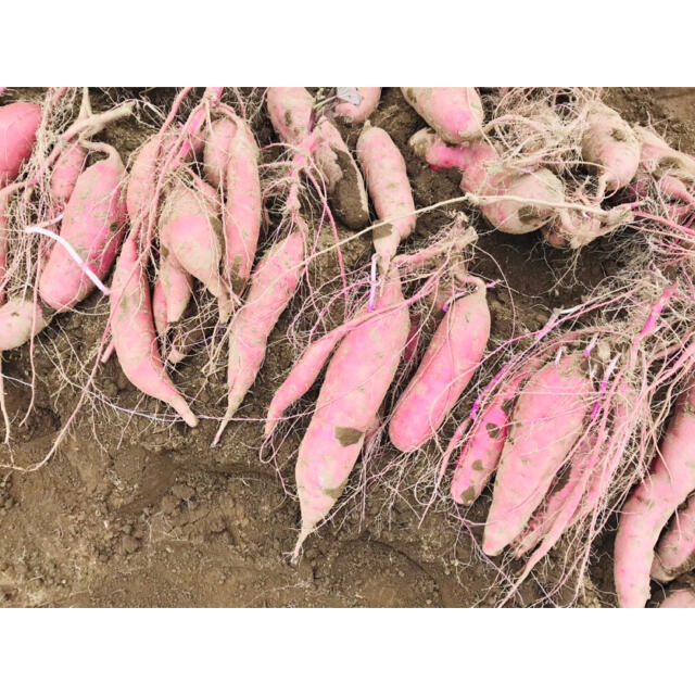 無農薬　さつまいも紅はるか　10kg　掘り立て　お得🌟 食品/飲料/酒の食品(野菜)の商品写真