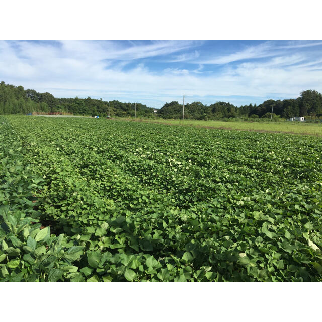 無農薬　さつまいも紅はるか　10kg　掘り立て　お得🌟 食品/飲料/酒の食品(野菜)の商品写真