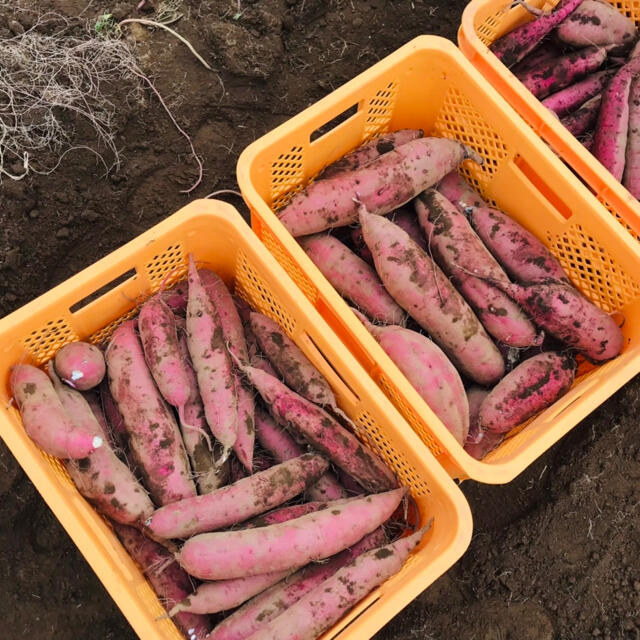 無農薬　さつまいも紅はるか　10kg　掘り立て　お得🌟 食品/飲料/酒の食品(野菜)の商品写真