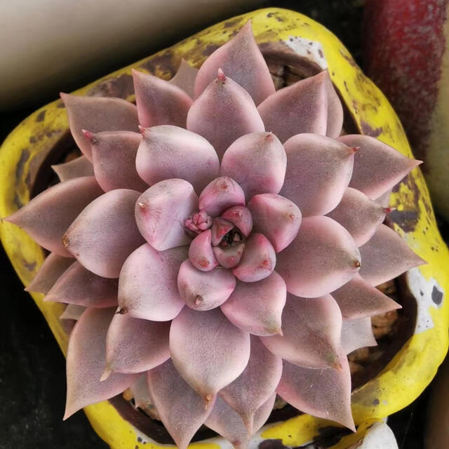 アメチスヌム錦　多肉植物