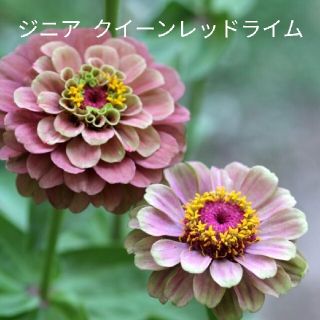 ジニア  クイーンレッドライム  花種(その他)