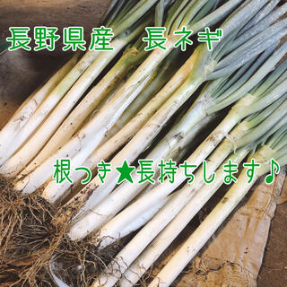 長野県産　白ねぎ　5キロ＋⚫︎●根つき●⚫︎使いたい時にネギが使いたい放題‼︎(野菜)