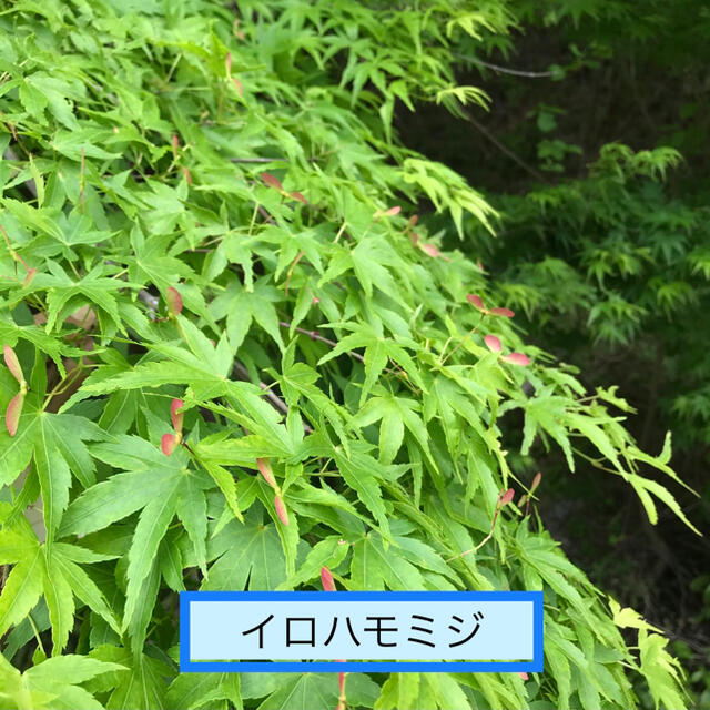 イロハモミジの種　50個＋α インテリア/住まい/日用品のインテリア/住まい/日用品 その他(その他)の商品写真
