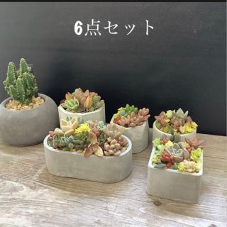 お値下げ　ハンドメイド　セメント鉢6点セット(植物無し)(プランター)