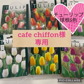 cafe chiffon様専用です。(その他)