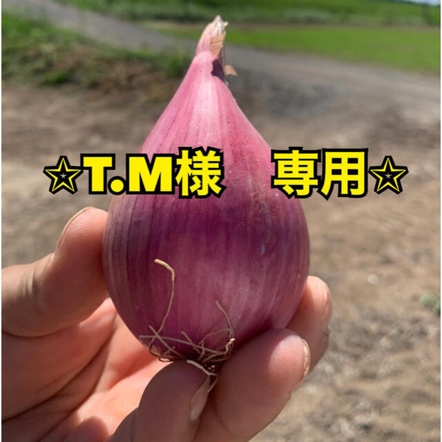 北海道産　無農薬　ベルギーエシャロット　正品　3kg 食品/飲料/酒の食品(野菜)の商品写真