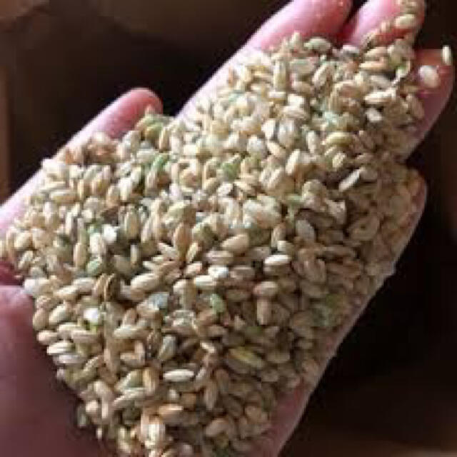 くず米 25kg 食品/飲料/酒の食品(米/穀物)の商品写真