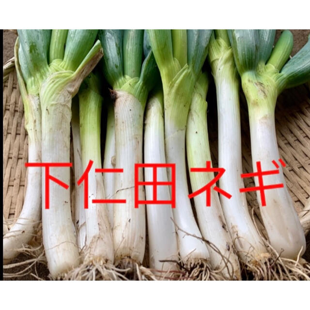 下仁田ネギ 食品/飲料/酒の食品(野菜)の商品写真