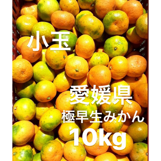 愛媛県産　極早生みかん　柑橘　10kg 食品/飲料/酒の食品(フルーツ)の商品写真