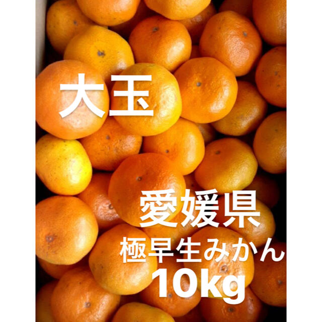 愛媛県産 極早生みかん 柑橘 10kg