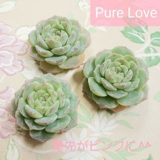 ◆Pure Love◆　韓国苗　エケベリア　多肉植物(その他)