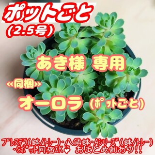 超レア!!【ポットごと】ローズセダム 他 多肉植物 セダム プレステラ プラ鉢(その他)