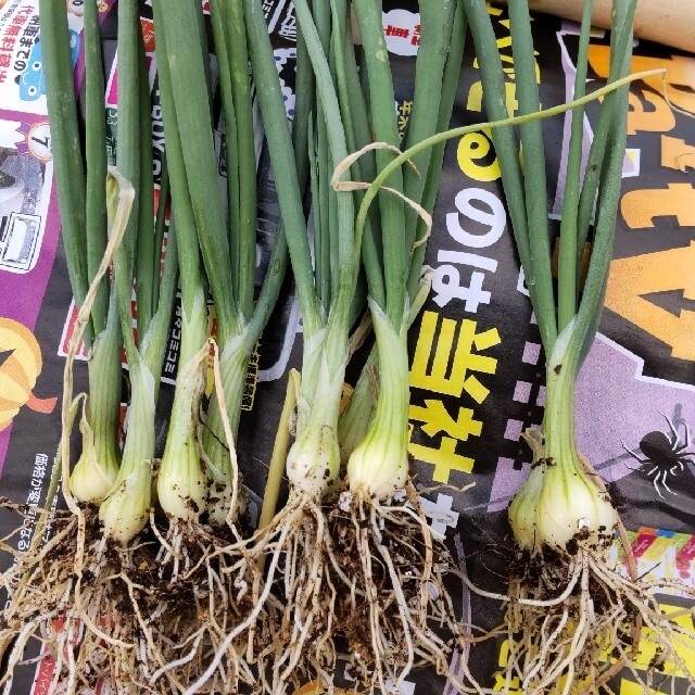 玉ねぎ苗　愛知白　10本 食品/飲料/酒の食品(野菜)の商品写真