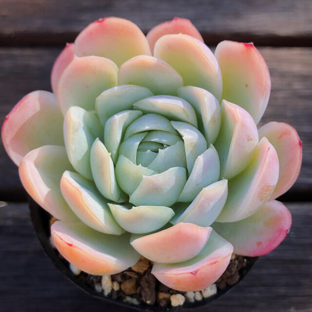 ピンクネーション 多肉植物