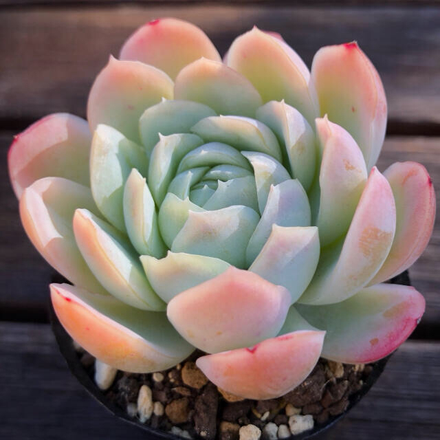 ピンクネーション 多肉植物