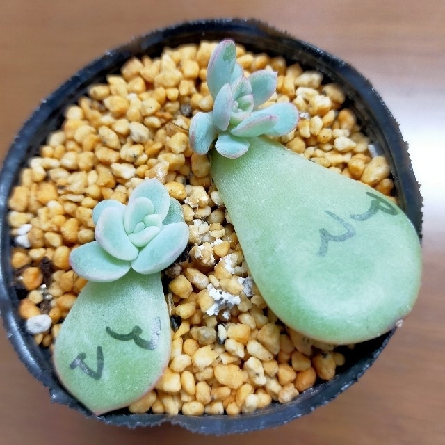 多肉植物　韓国苗　アマビレ　葉挿し ハンドメイドのフラワー/ガーデン(その他)の商品写真