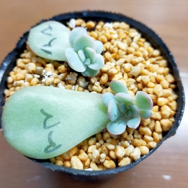 多肉植物　韓国苗　アマビレ　葉挿し ハンドメイドのフラワー/ガーデン(その他)の商品写真