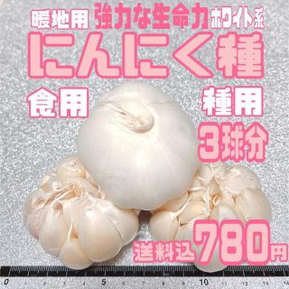 種ニンニク　暖地用ホワイト種　食用兼用　3球をバラシてネコポス送料込　即日出荷(野菜)