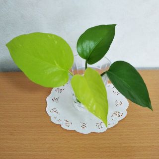 ポトス ライム & パーフェクトグリーン  水苗  観葉植物(その他)