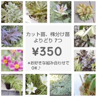 カット苗 & 株分苗 よりどり 7つ ¥350　(5つで¥300)(その他)