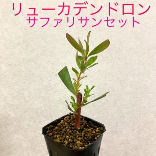 リューカデンドロン　サファリサンセット　挿木苗　Ｂ(その他)