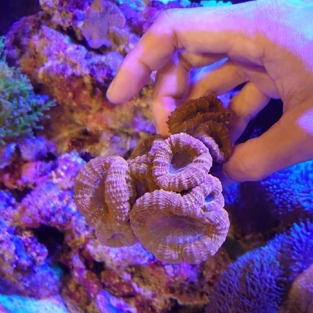 マルハナガタサンゴ オレンジ 珊瑚 サンゴ