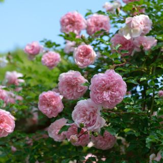 フランソワジュランビル　つるバラ　挿し木苗 ♡ピンクの薔薇　根っこ付き(その他)