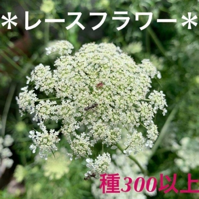 ホワイトレースフラワー種　300粒以上 ハンドメイドのフラワー/ガーデン(プランター)の商品写真