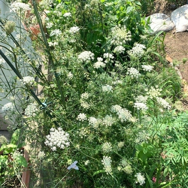 ホワイトレースフラワー種　300粒以上 ハンドメイドのフラワー/ガーデン(プランター)の商品写真
