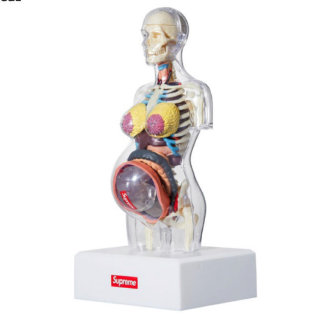 Supreme(シュプリーム)の Supreme anatomy  male&female 2体セット  メンズのファッション小物(その他)の商品写真