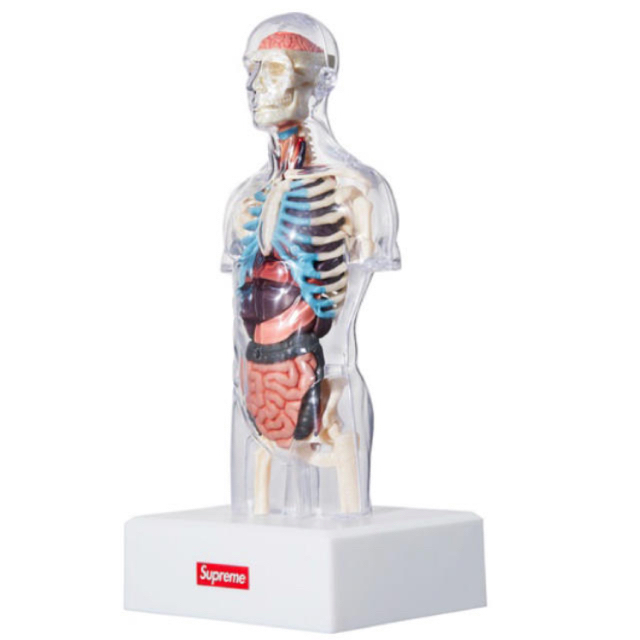 Supreme anatomy  male&female 2体セット