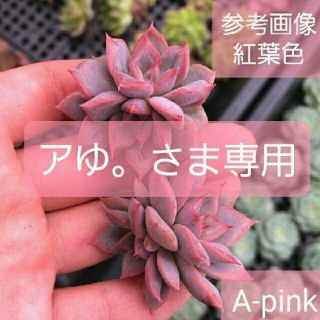 激レア◆A-pink◆　ホットピンクに紅葉　韓国苗　多肉植物(その他)