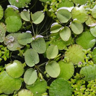 浮草セット　30g　無農薬(アクアリウム)