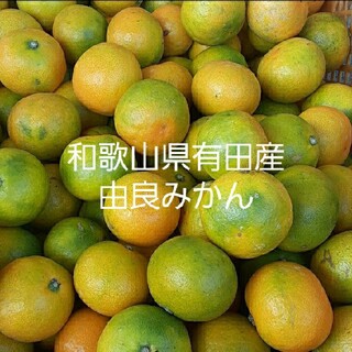 oppo様専用　小粒由良みかん10kg(フルーツ)