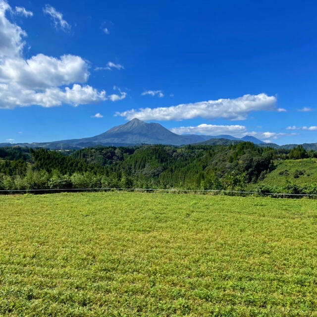 さつまいも『紅はるか』5kg 食品/飲料/酒の食品(野菜)の商品写真